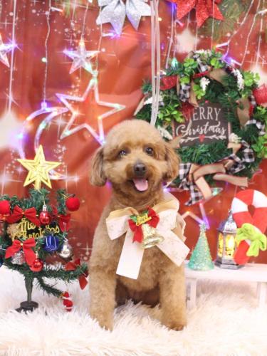 20231201チョコちゃん